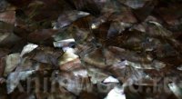 18 перламутр черный на основе 24*14см